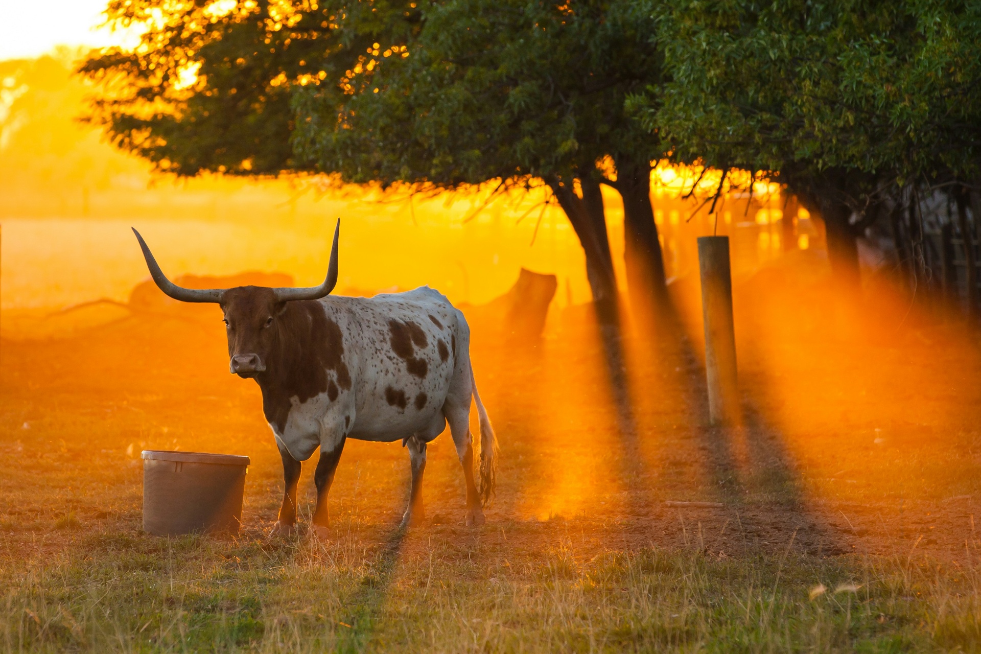 Wildlife Exemptions vs Agricultural Exemptions in Texas: What Ranch Owners Need to Know Wildlife Exemptions vs Agricultural Exemptions in Texas: What Ranch Owners Need to Know - Austin real estate insights