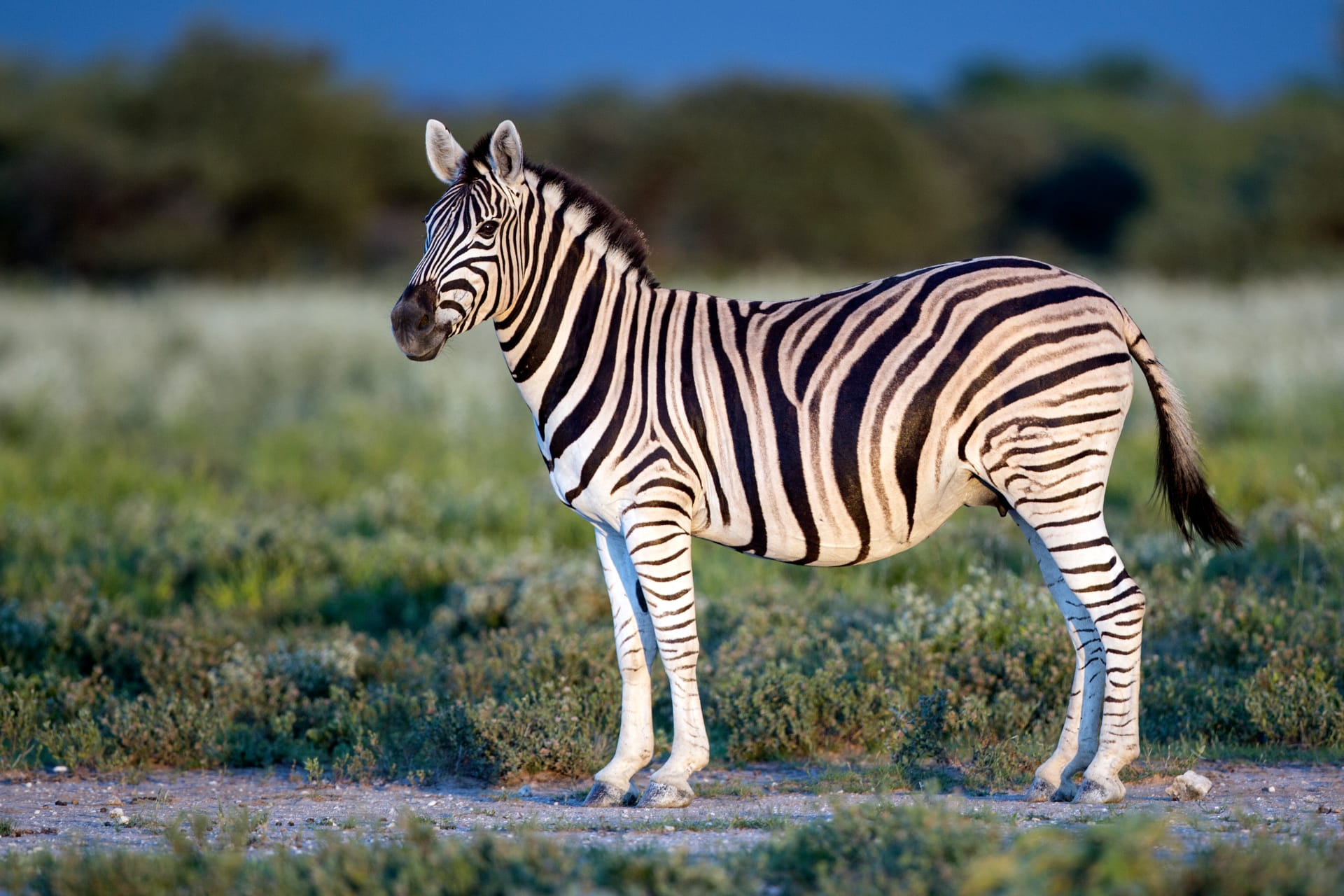 Exotic Wildlife Ranches on Texas ranchland