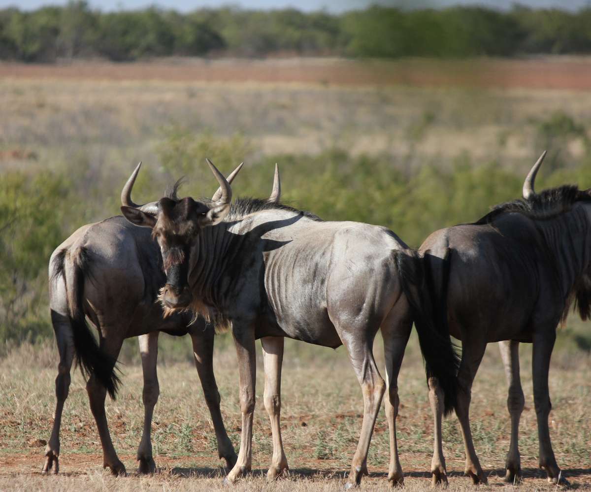 Exotic Wildlife Ranches lifestyle and surrounding landscape