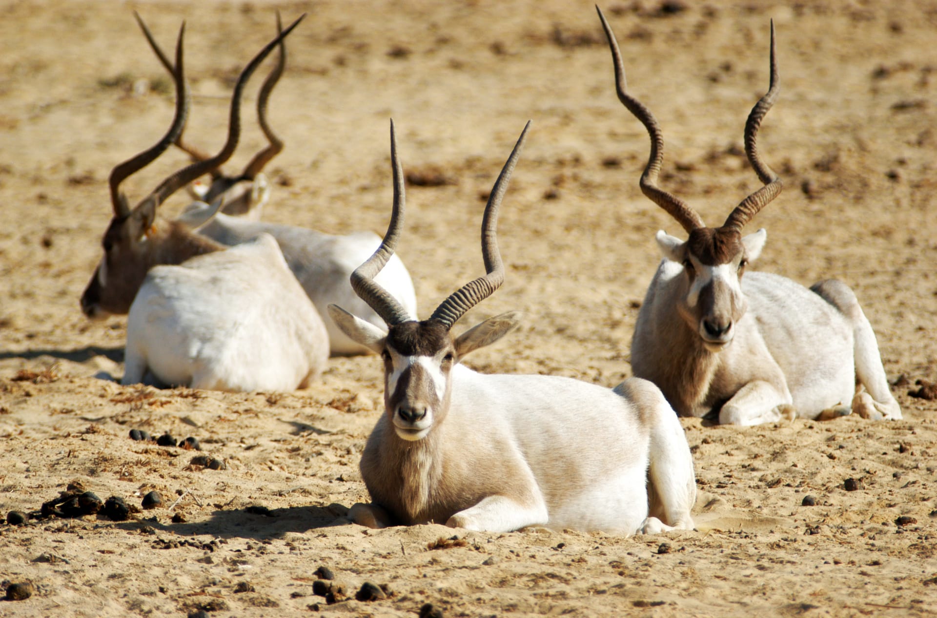 Exotic Wildlife Ranches, Texas Hill Country landscape