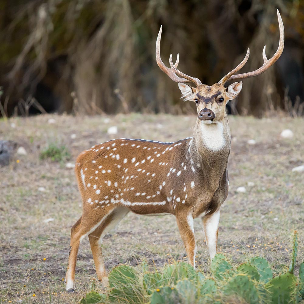 Recreational Ranches on Texas ranchland