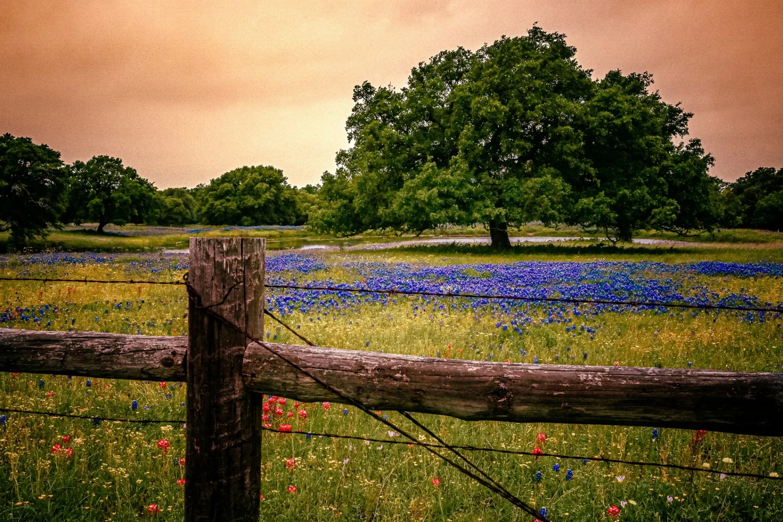 Texas Hill Country ranch land at golden hour with rolling pastures and oak trees