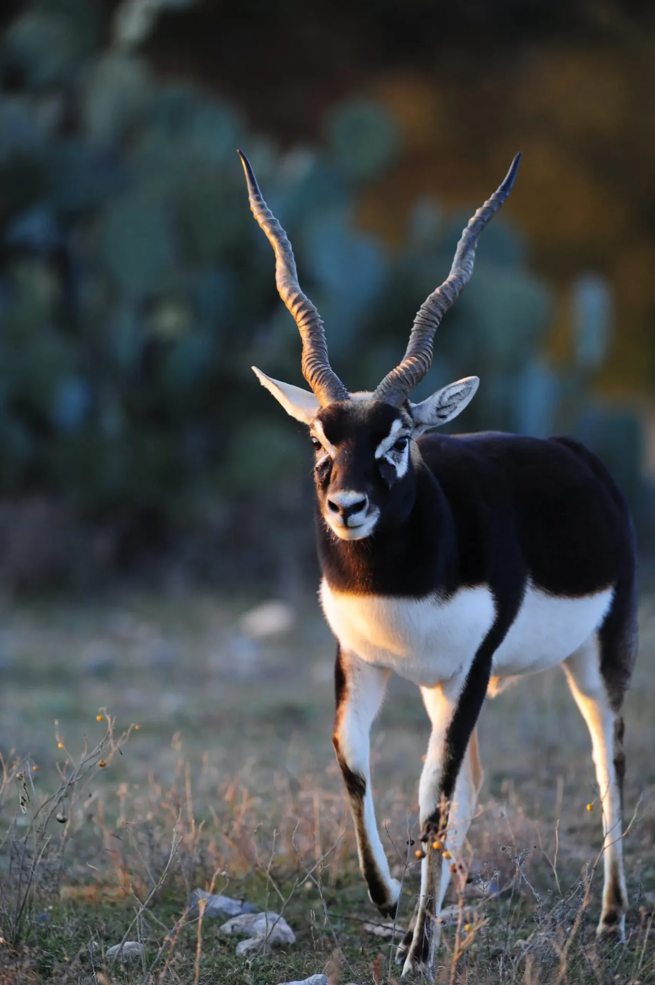 10 Things Buyers Should Know Before Purchasing an Exotic Ranch in the Texas Hill Country 10 Things Buyers Should Know Before Purchasing an Exotic Ranch in the Texas Hill Country - Austin real estate insights
