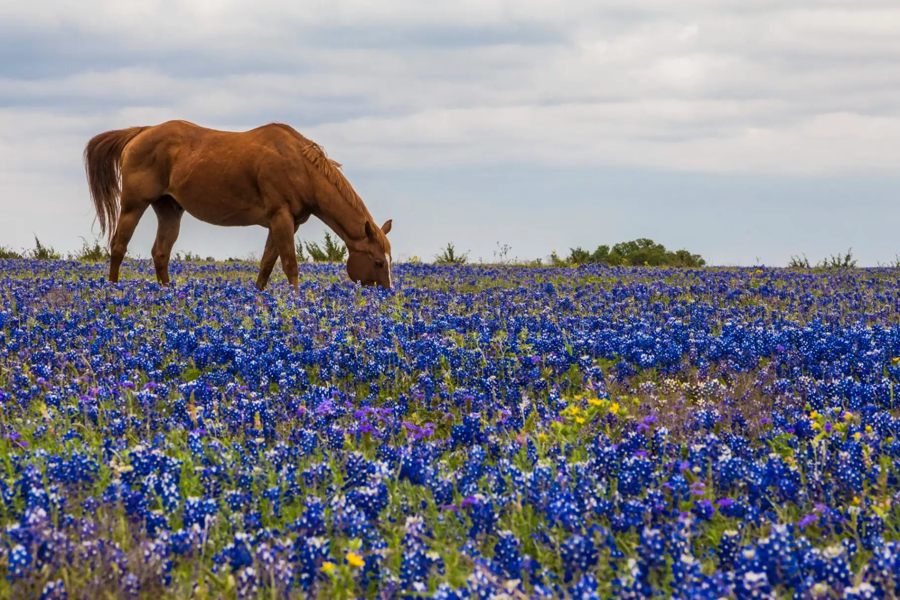 Austin Ranch Land for Sale: Complete Guide to Hill Country Ranches and Acreage Properties Austin Ranch Land for Sale: Complete Guide to Hill Country Ranches and Acreage Properties - Austin real estate insights